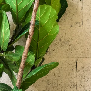 Ficus lyrata – Image 2