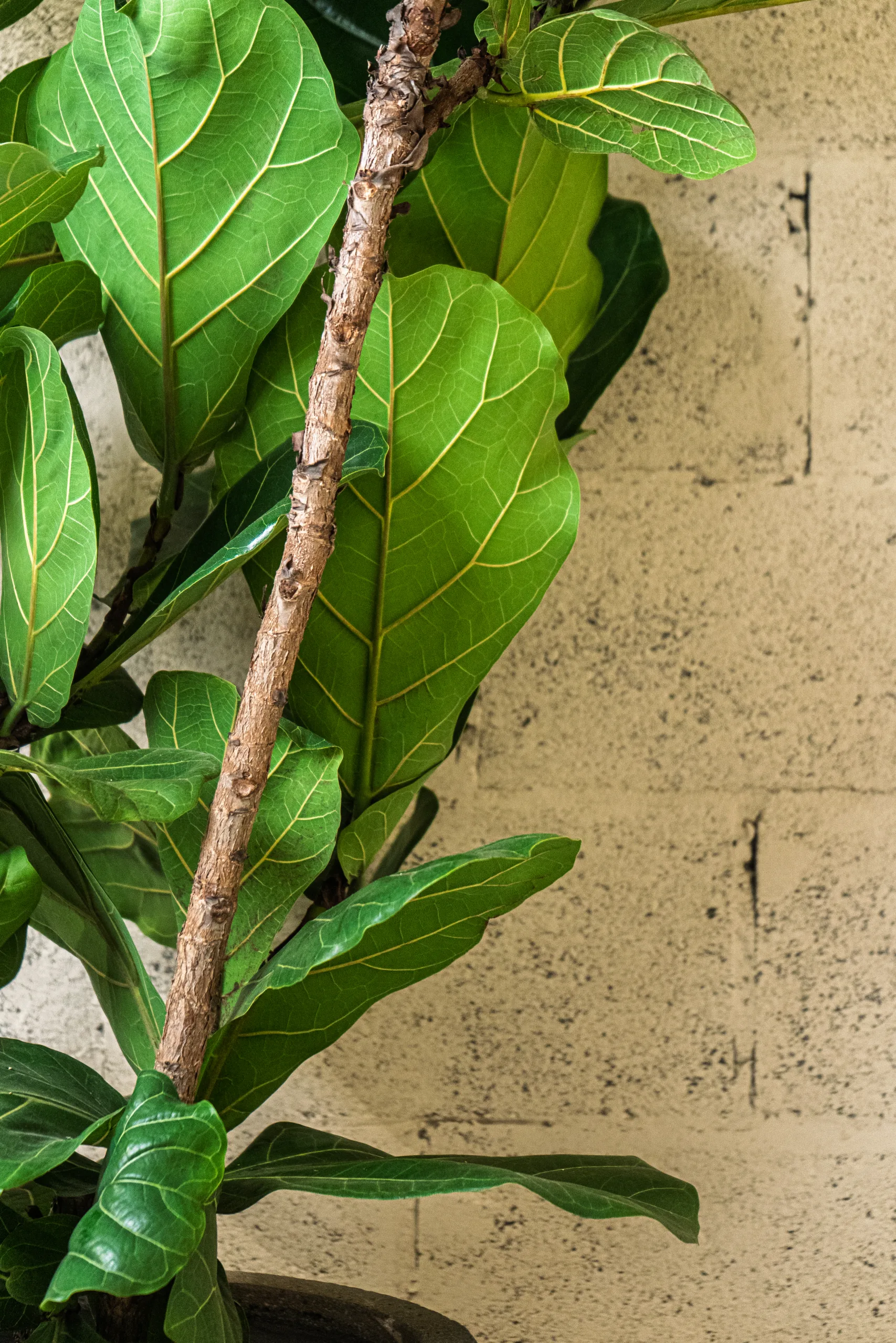 Ficus lyrata – Image 2