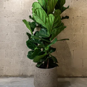 Ficus lyrata – Image 1