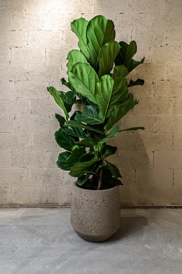 Ficus lyrata