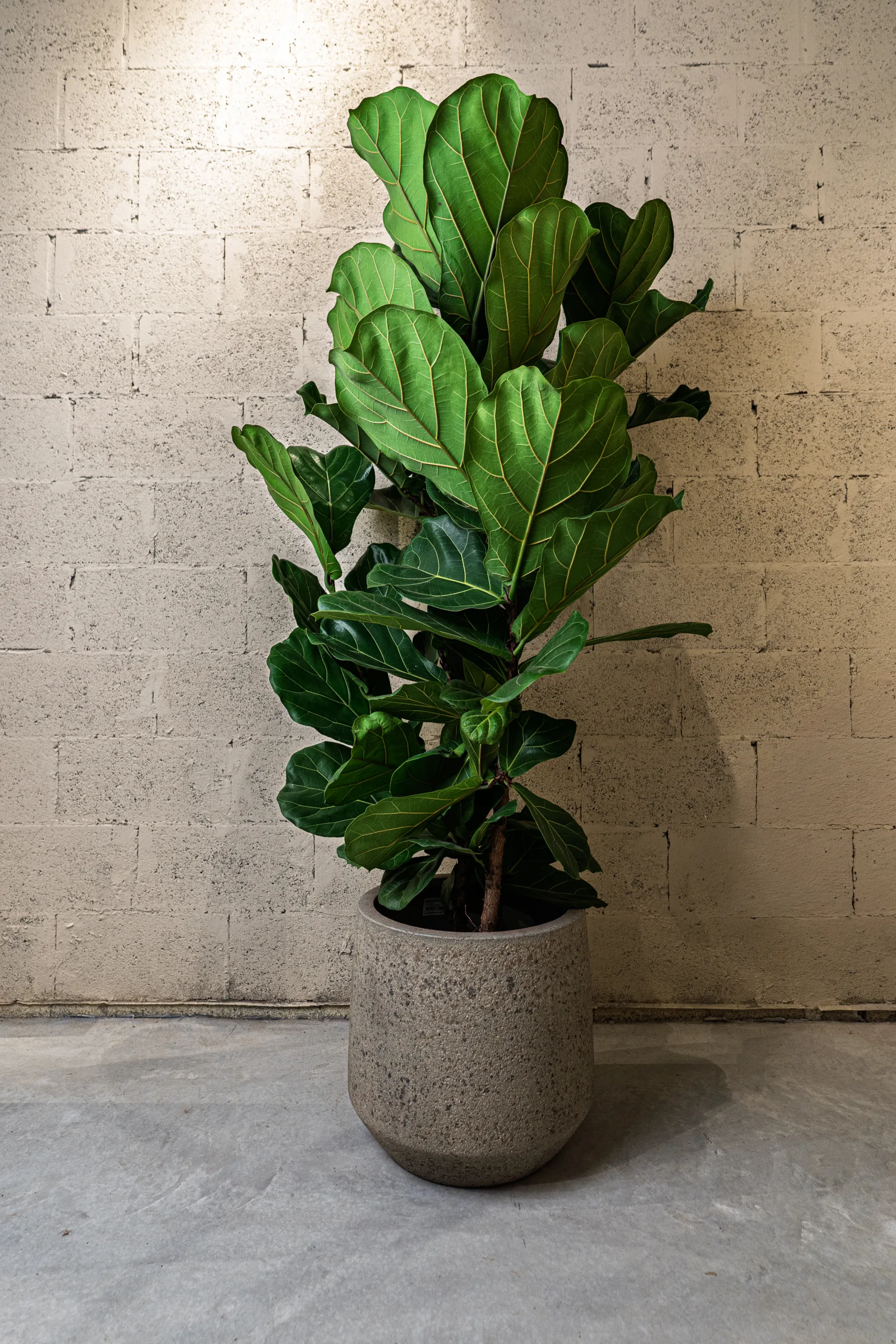 Ficus lyrata – Image 1