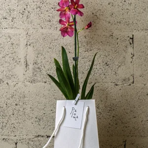 Orchidée papillon – Image 1