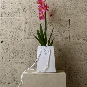 Orchidée papillon – Image 4