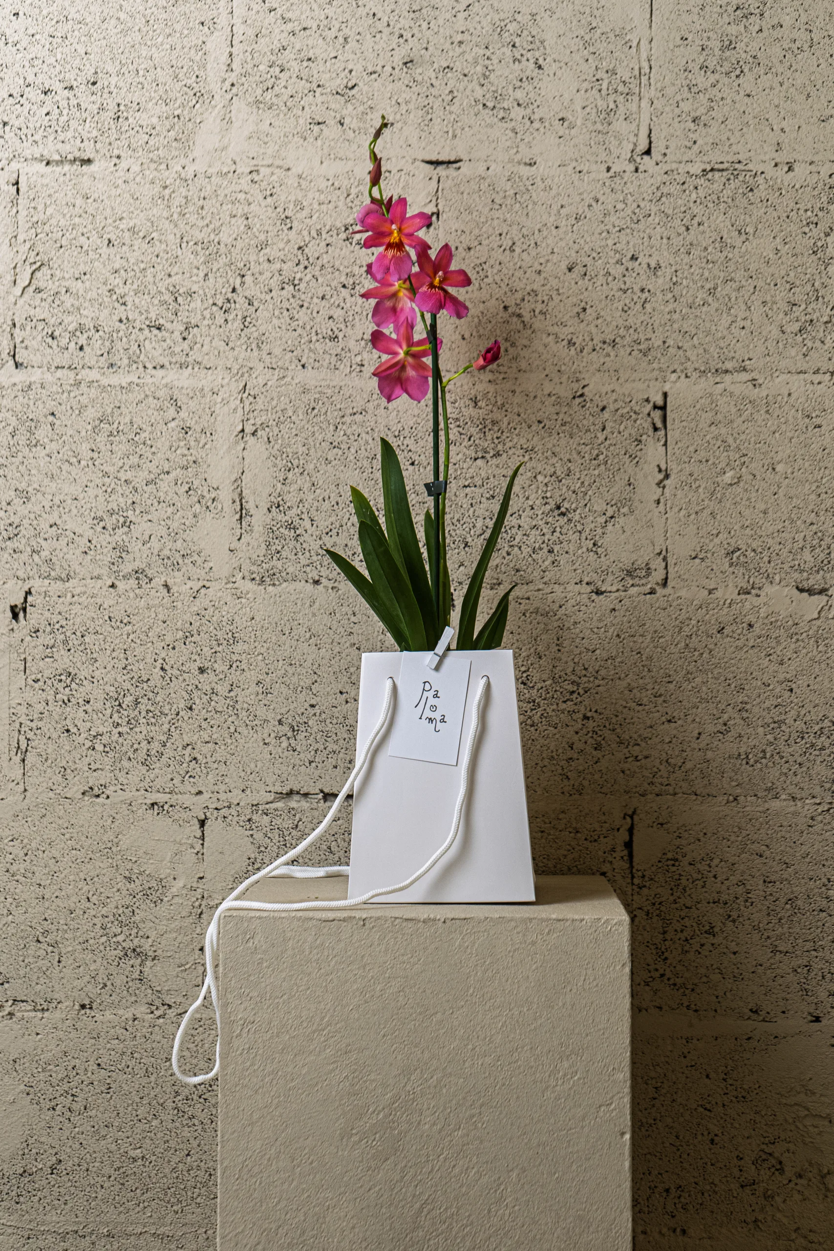 Orchidée papillon – Image 4