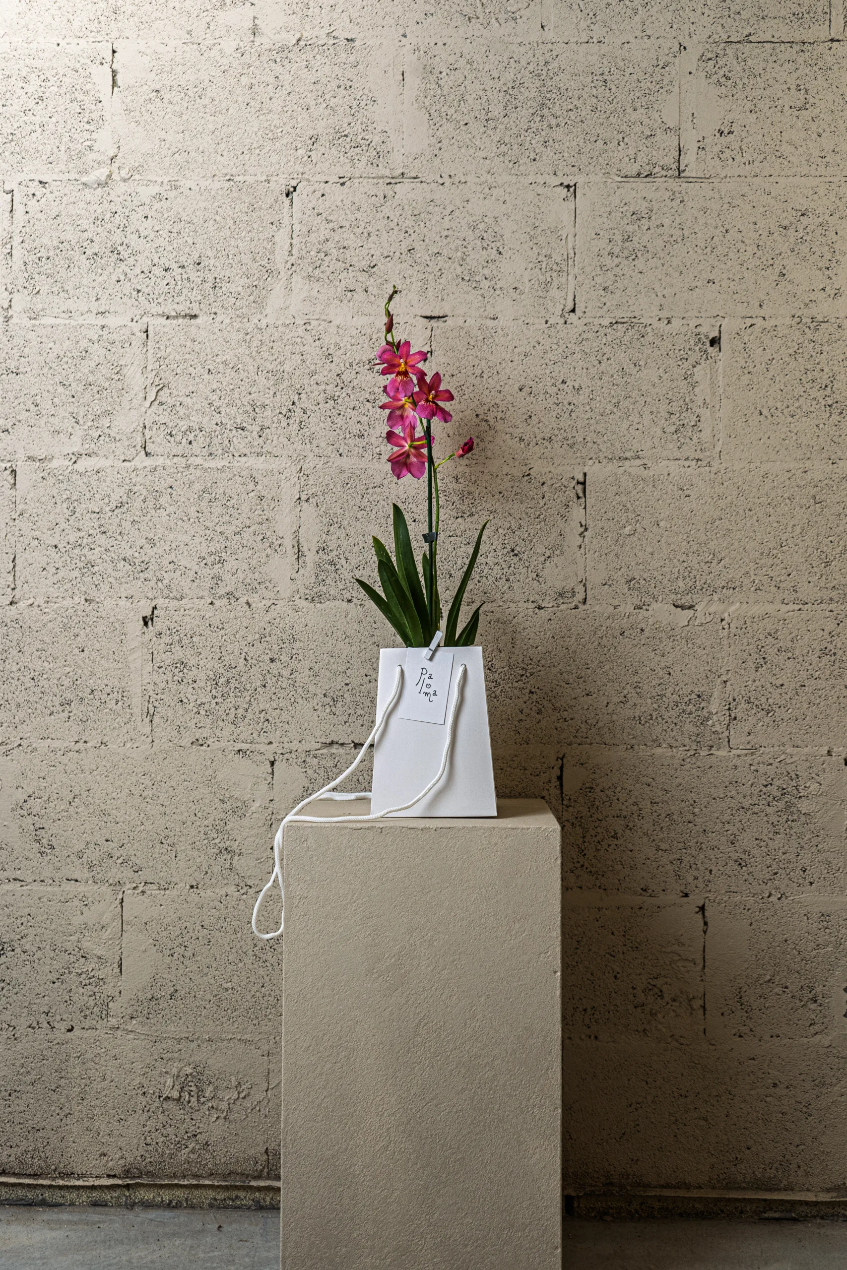 Orchidée papillon – Image 3