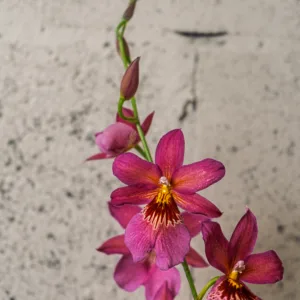 Orchidée papillon – Image 2