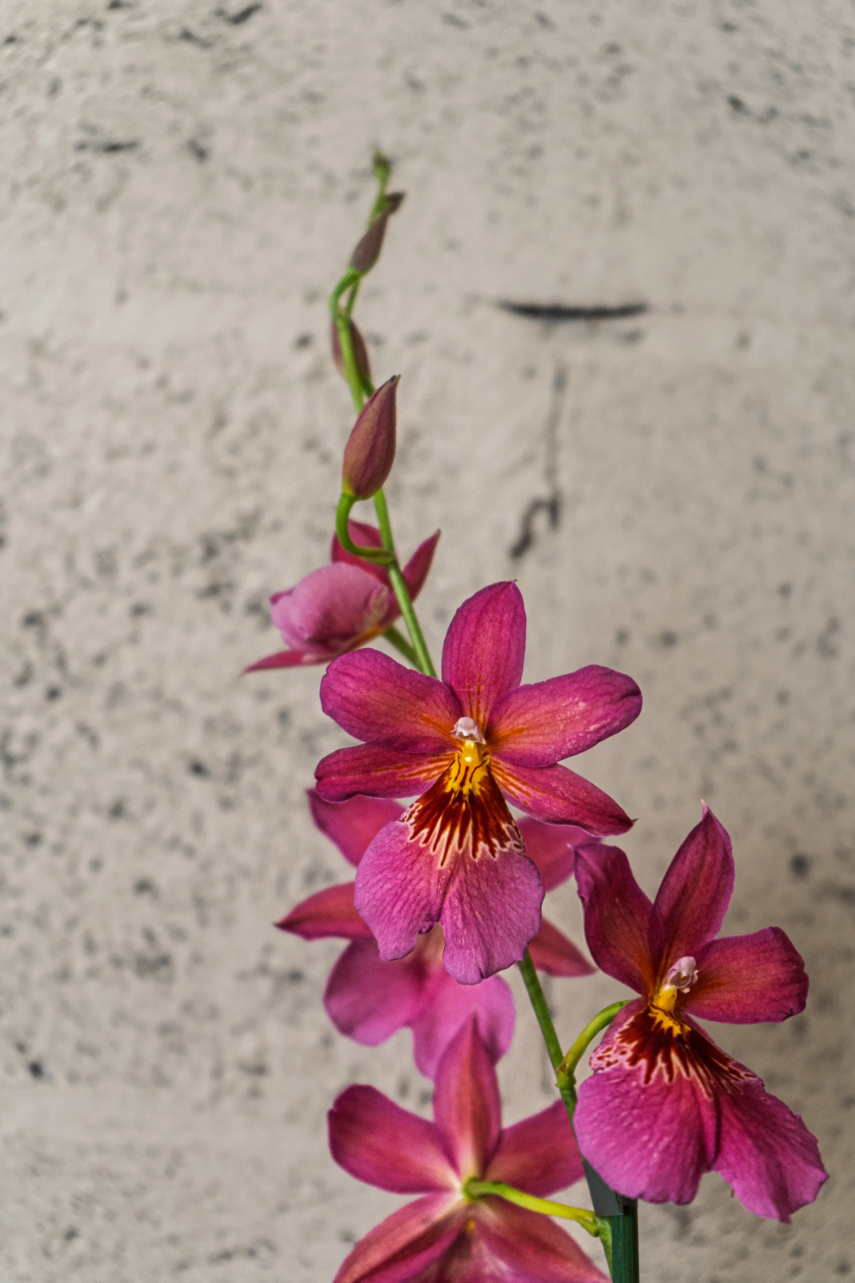 Orchidée papillon – Image 2
